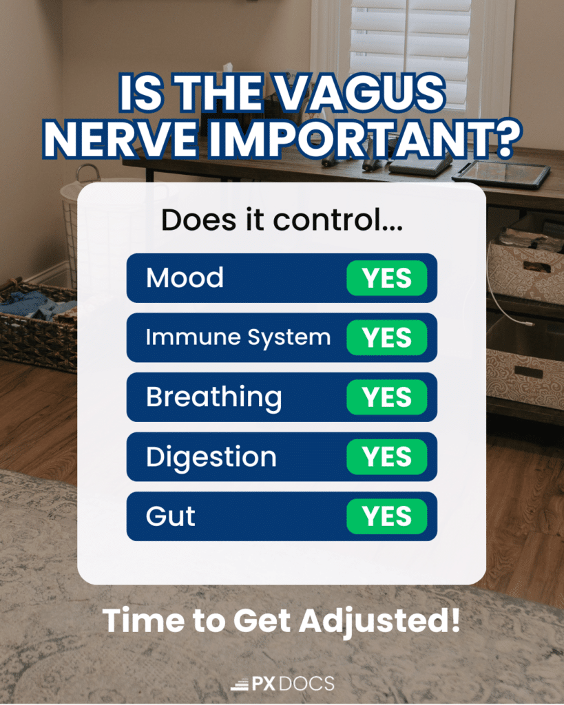 What is the Vagus Nerve? Understanding Its Role in Children's Health 1 | PX Docs