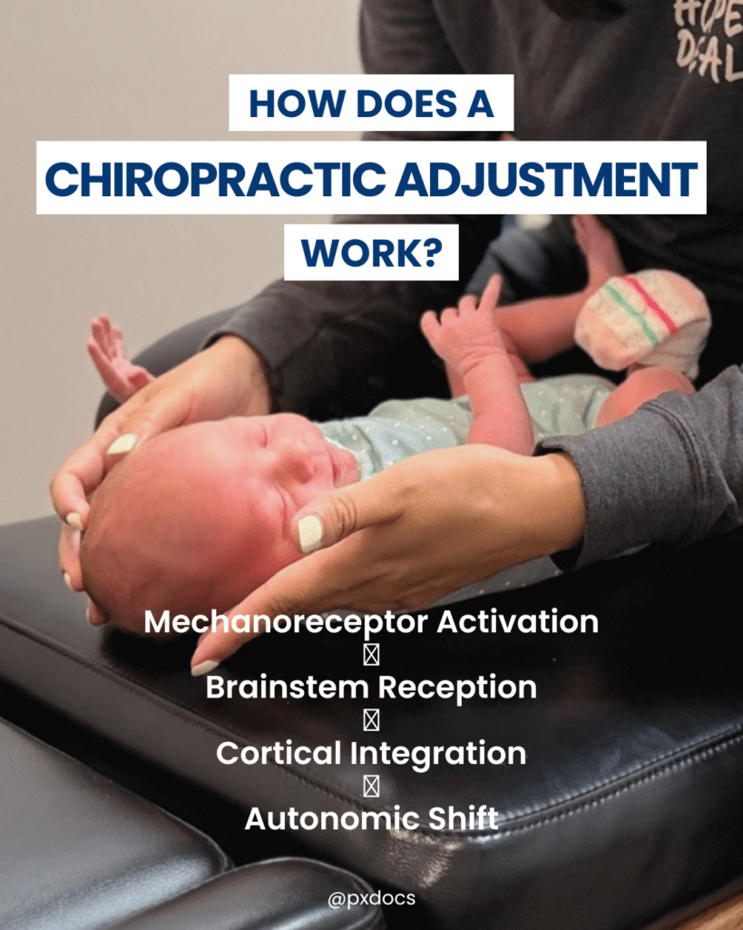 How Does a Chiropractic Adjustment Work? 1 | PX Docs