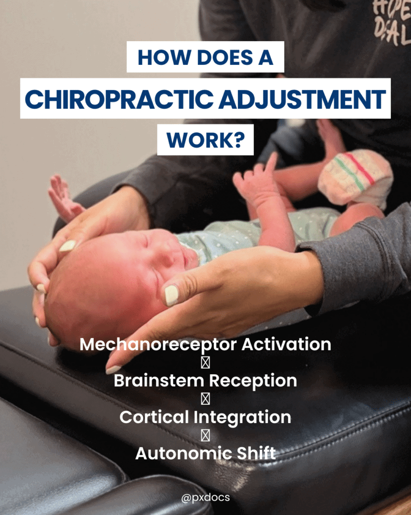 How Does a Chiropractic Adjustment Work? en Espanol 1 | PX Docs